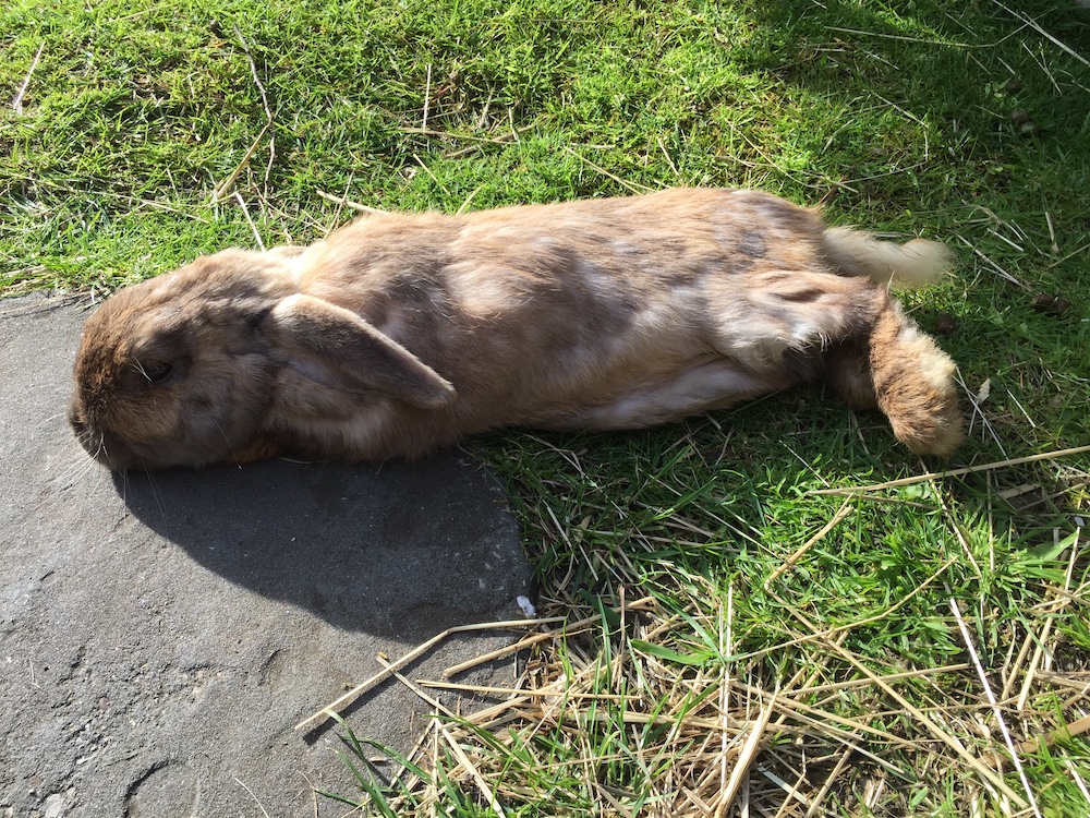 bunny lying in sun